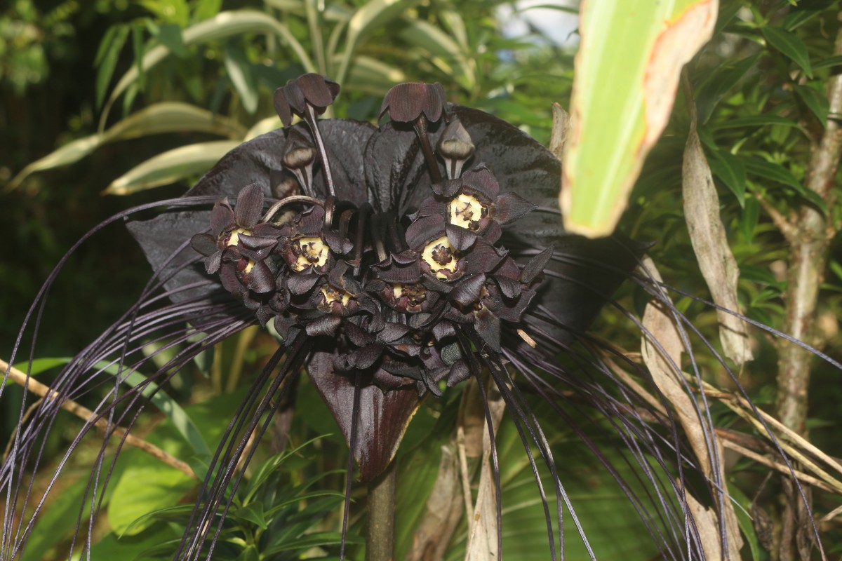 Tacca chantrieri André